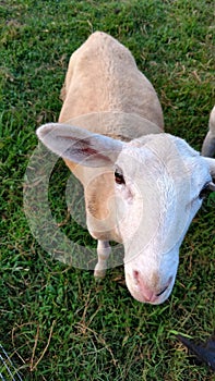 Katahdin ewe lamb looking up at camera