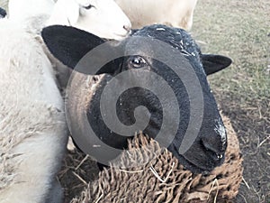 Katahdin ewe lamb peeking out from flock