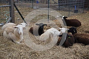 Katahdin ewe lambs laying on bedding