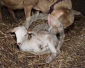 Katahdin ewe liking its lamb