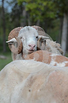 Katahdin Ram in Summer