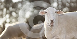 Katahdin sheep with an attitude