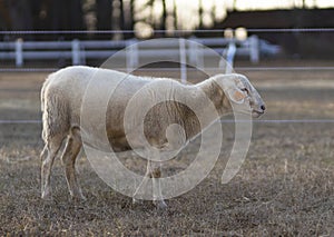 Katahdin sheep with ear tag