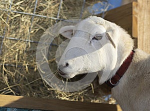 Katahdin sheep eating hay