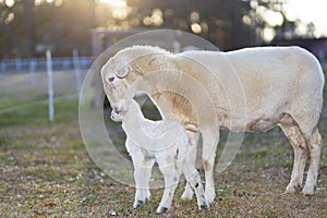 Katahdin sheep ewe caring for its white lamb