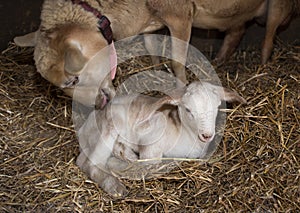 Katahdin sheep ewe cleaning a lamb