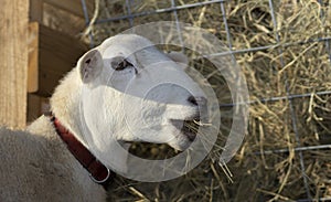 Katahdin sheep that is a glutton