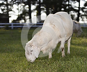 Katahdin sheep lamb eating in late afternoon