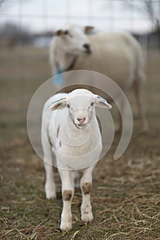 Katahdin sheep lamb with mom behind