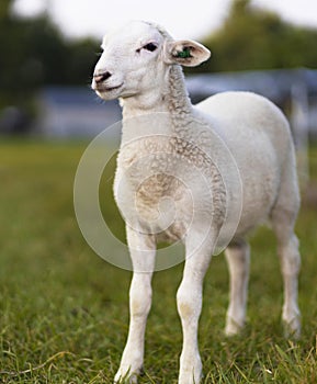 Katahdin sheep lamb striking a pose