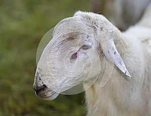 Katahdin sheep ram profile