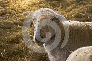 Katahdin Sheep at Wolf Neck Farm