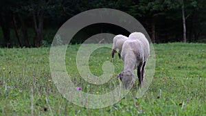 Katahdin sheeps, ewes, grazing on meadow