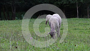 Katahdin short haired sheeps, ewes, grazing on meadow