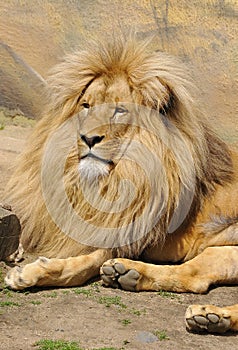 Katanga Lion
