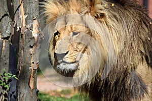 Katanga Lion Head Close Up