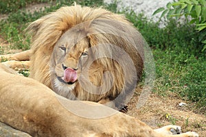 Katanga lion