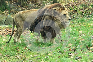 Katanga lion