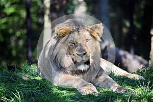 Katanga Lion Lying on Grass