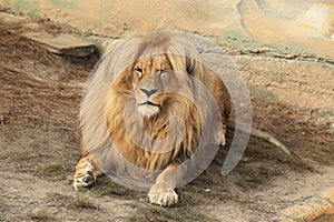 Katanga lion