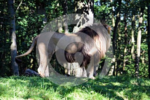 Katanga Lion in Nature