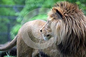 Katanga Lion in Nature Portrait