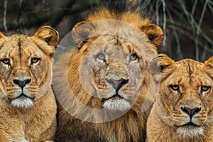 Katanga Lion - Panthera leo bleyenberghi