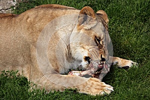 Katanga lion (Panthera leo bleyenberghi).