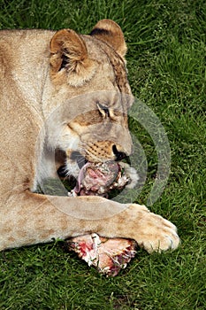 Katanga lion (Panthera leo bleyenberghi).