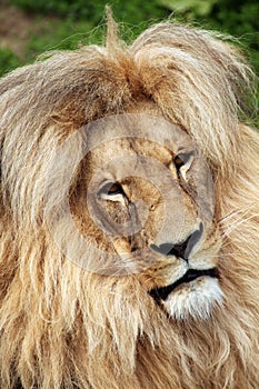 Katanga lion (Panthera leo bleyenberghi).