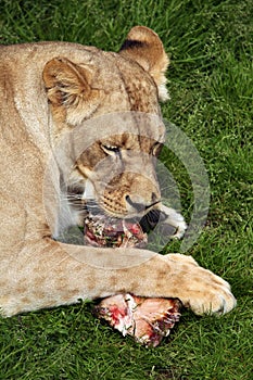 Katanga lion (Panthera leo bleyenberghi).