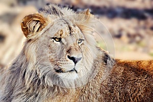 Katanga Lion Panthera Leo Bleyenberghi Head Closeup