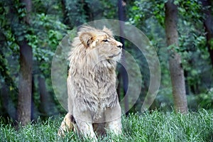 Katanga Lion Sitting in the Forest