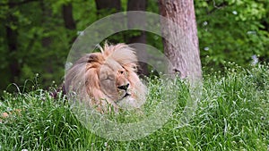 Katanga Lion or Southwest African Lion, panthera leo bleyenberghi. African lion in the grass