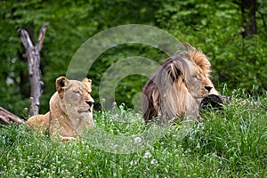 Katanga Lion or Southwest African Lion, panthera leo bleyenberghi. African lion and lioness in the grass