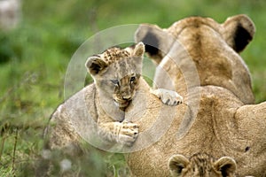 Katanga Lion or Southwest African Lion, panthera leo bleyenberghi, Female and Cub Playing