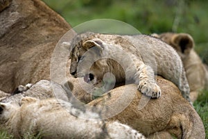 Katanga Lion or Southwest African Lion, panthera leo bleyenberghi, Female and Cub Playing