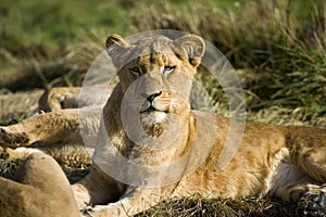 Katanga Lion or Southwest African Lion, panthera leo bleyenberghi, Female laying