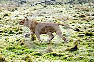 Katanga Lion or Southwest African Lion, panthera leo bleyenberghi, Female walking