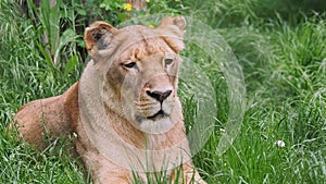 Katanga Lion or Southwest African Lion, panthera leo bleyenberghi. Lioness in the grass