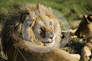 Katanga Lion or Southwest African Lion, panthera leo bleyenberghi, Male laying