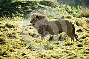 Katanga Lion or Southwest African Lion, panthera leo bleyenberghi, Male standing on Grass