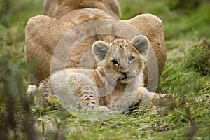 Katanga Lion or Southwest African Lion, panthera leo bleyenberghi, Mother with Cub laying on Grass