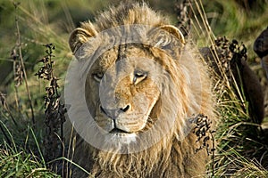 Katanga Lion or Southwest African Lion, panthera leo bleyenberghi, Portrait of Male