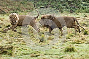 Katanga Lion or Southwest African Lion, panthera leo bleyenberghi, Two Males running