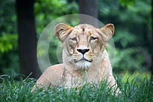 Katanga Lioness Lying in Grass and Watching Portrait