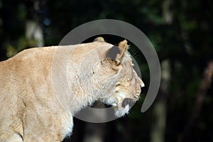 Katanga Lioness Side View Profile