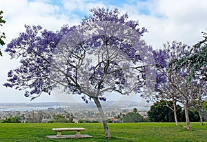 Kate Sessions Park, San Diego photo