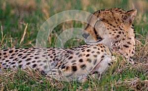 Sleeping cheetah. photo