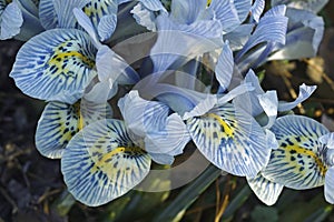 Katharine Hodgkin Dwarf Iris flowers